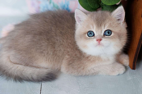 Объявление: Милый британский котенок, 80 000 руб., Владивосток