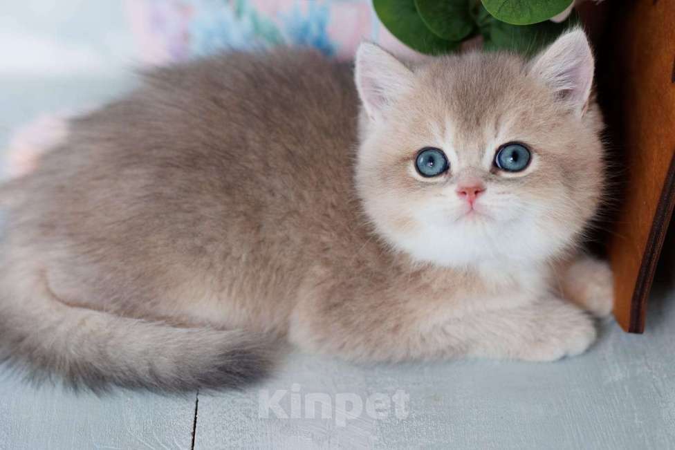 Кошки в Владивостоке: Милый британский котенок Мальчик, 80 000 руб. - фото 1