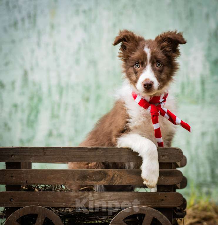 Собаки в Москве: Бордер колли, мальчики Мальчик, 80 000 руб. - фото 7