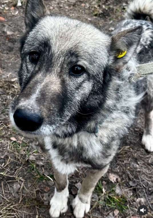 Собаки в Брянске: Линда Девочка, Бесплатно - фото 1