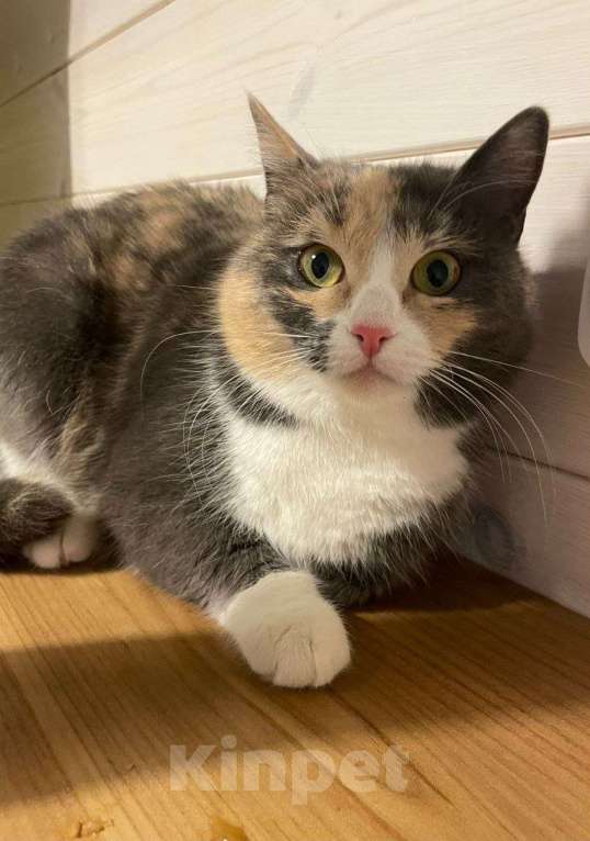 Кошки в Красногорске: Молодая кошечка Плюша ищет дом  Девочка, Бесплатно - фото 3