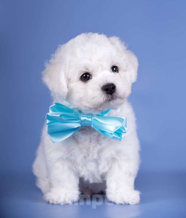 Собаки в Москве: Шикарный щенок Бишон Фризе  питомник SNОW WНIТЕ LАМВ Мальчик, Бесплатно - фото 2