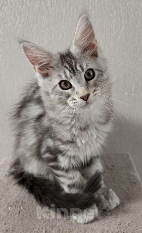 Кошки в Москве: Котята мейн-кун Девочка, 35 000 руб. - фото 5