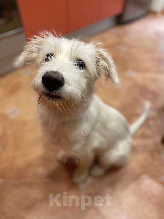 Собаки в Москве: Белый щенок ирландского терьера в добрые руки Мальчик, Бесплатно - фото 3