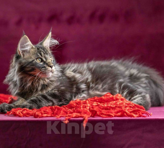 Кошки в других городах Ленинградской области: Мейн-кун " котенок в руковичках" Девочка, 25 000 руб. - фото 4