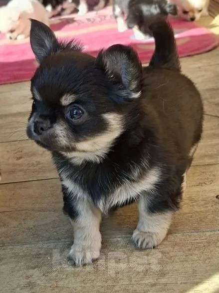 Собаки в других городах Калужской области: Мальчик черный триколор Мальчик, 50 000 руб. - фото 1