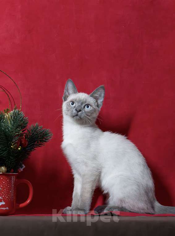 Кошки в Москве: Красивая голубоглазая f1 девон рекс Девочка, 25 000 руб. - фото 7