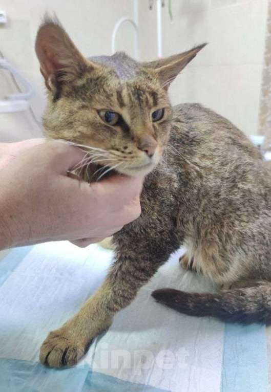 Кошки в других городах Московской области: метис абиссин Мальчик, Бесплатно - фото 2