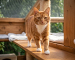 Кошки в Люберцах: Рыжий Кузя едет домой!!! Мальчик, Бесплатно - фото 4