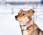 Собаки в Санкт-Петербурге: Очень трогательная собачка Девочка, Бесплатно - фото 3