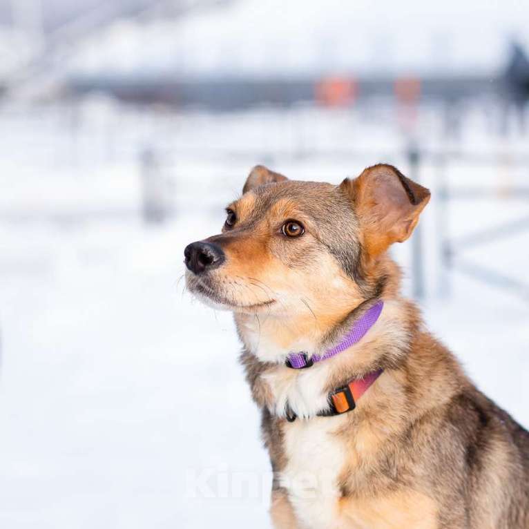 Собаки в Санкт-Петербурге: Очень трогательная собачка Девочка, Бесплатно - фото 3