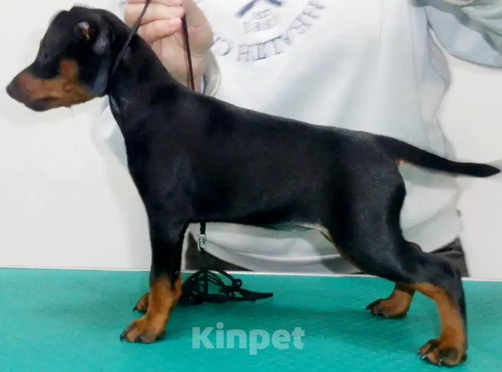 Собаки в других городах Калининградской области: Цвергпинчер Девочка, 55 000 руб. - фото 1