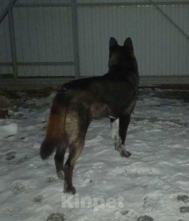 Собаки в Ростове-на-Дону: Пропала черная крупная собака по кличке Джесси на Калинина Девочка, 1 500 руб. - фото 2