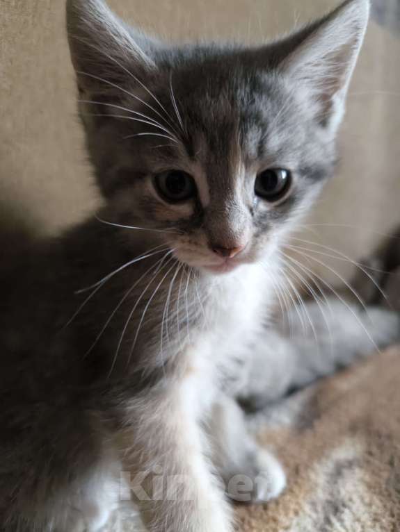 Кошки в Люберцах: Гипоалергеная кошка  Девочка, 5 000 руб. - фото 2