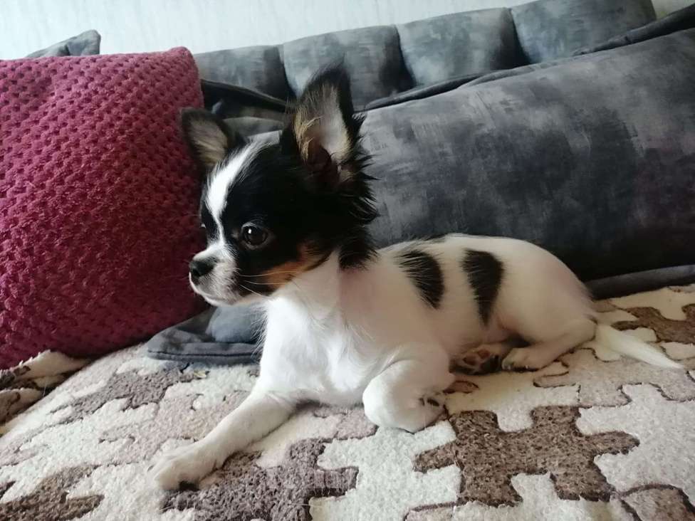 Собаки в Краснодаре: Чишка мальчик  Мальчик, 15 000 руб. - фото 10