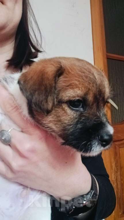 Собаки в Москве: Джек Рассел терьер Мальчик, 27 000 руб. - фото 2