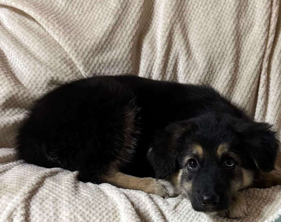 Собаки в Пушкино: Щенок девочка ищет дом! Девочка, Бесплатно - фото 1