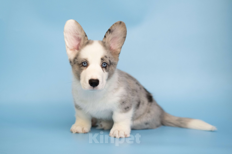 Собаки в Санкт-Петербурге: Щенок Вельш Корги Кардиган  Мальчик, Бесплатно - фото 3