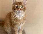 Кошки в Волгограде: Замурчательный котик мейн-кун Мальчик, Бесплатно - фото 2