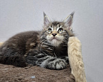 Кошки в Красногорске: Мейкун котенок полидакт Девочка, 30 000 руб. - фото 9
