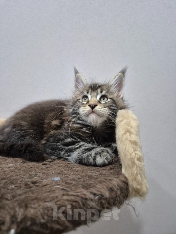Кошки в Красногорске: Мейкун котенок полидакт Девочка, 30 000 руб. - фото 9