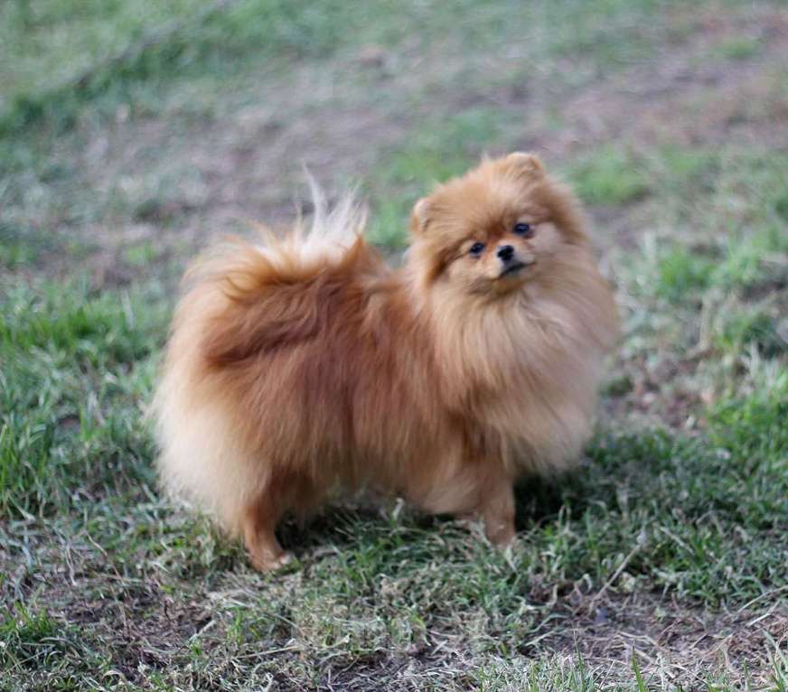 Собаки в Кемерово: Подрощенные щенки померанского шпица Девочка, Бесплатно - фото 6