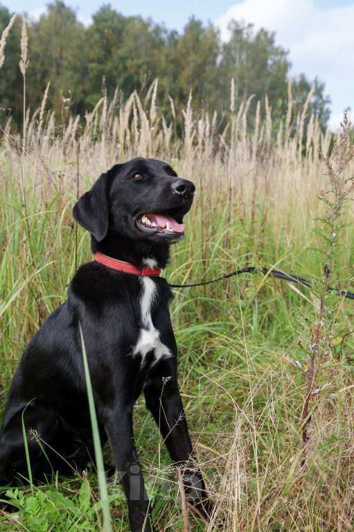 Собаки в Москве: Берта Девочка, Бесплатно - фото 23