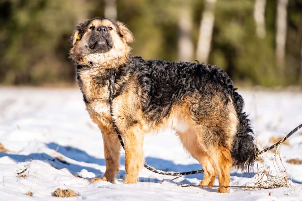 Собаки в Клине: Шарпундель - прикольный пёс Мальчик, Бесплатно - фото 8