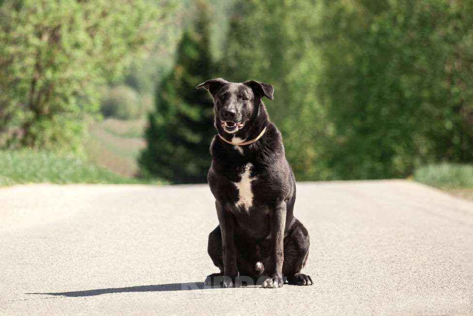 Собаки в Москве: Интеллектуальный и сильный Лавр. Он же Лавров, он же Лавруша. Мальчик, Бесплатно - фото 4