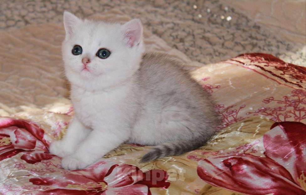 Кошки в Малмыже: В золотых окрасах, 1 руб. - фото 1