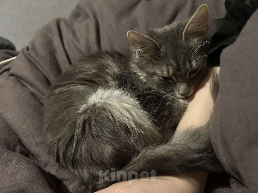 Кошки в Ростове-на-Дону: отдам даром двух кошек Девочка, Бесплатно - фото 4