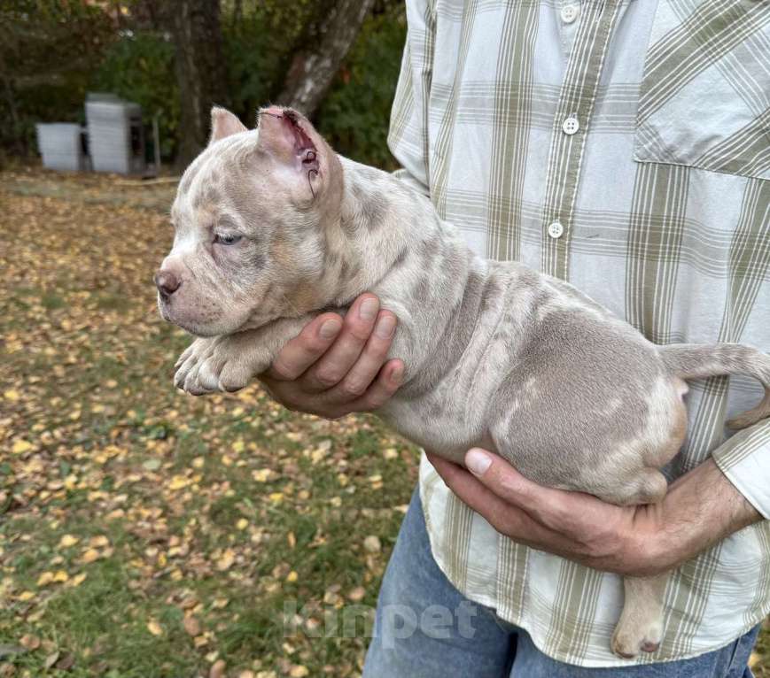 Собаки в Жуковском: Американский булли щенки покет Девочка, 120 000 руб. - фото 2