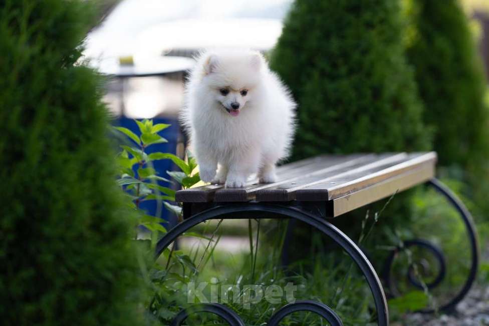 Собаки в других городах Московской области: Девочка Тоша Девочка, 35 000 руб. - фото 8