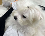 Собаки в Вологде: Мальтийская болонка, щенок Мальчик, 75 000 руб. - фото 1