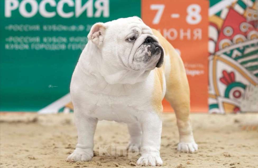 Собаки в Санкт-Петербурге: Щенок английского бульдога Девочка, 110 000 руб. - фото 6