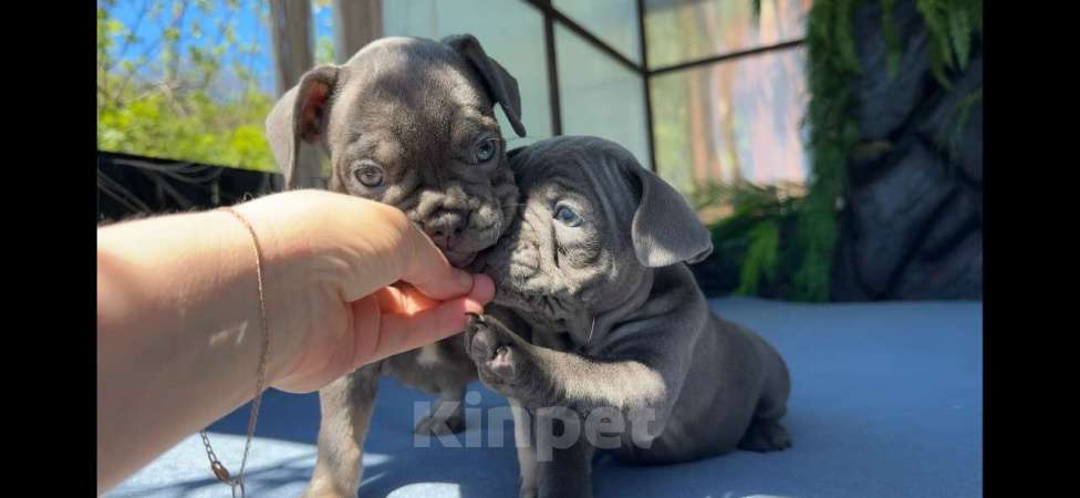 Собаки в Донецке: мальчик и девочка французский бульдог щенки лиловый Девочка, 70 000 руб. - фото 3