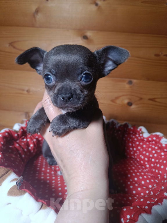 Собаки в Москве: Голубая девочка чихуа Девочка, 50 000 руб. - фото 3