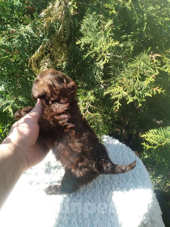 Собаки в Самаре: Мальчик мини  Мальчик, 50 000 руб. - фото 2