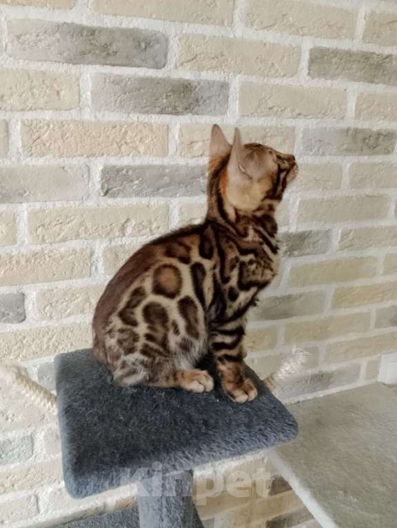 Кошки в Москве: Бенгальские котята Мальчик, 15 000 руб. - фото 2
