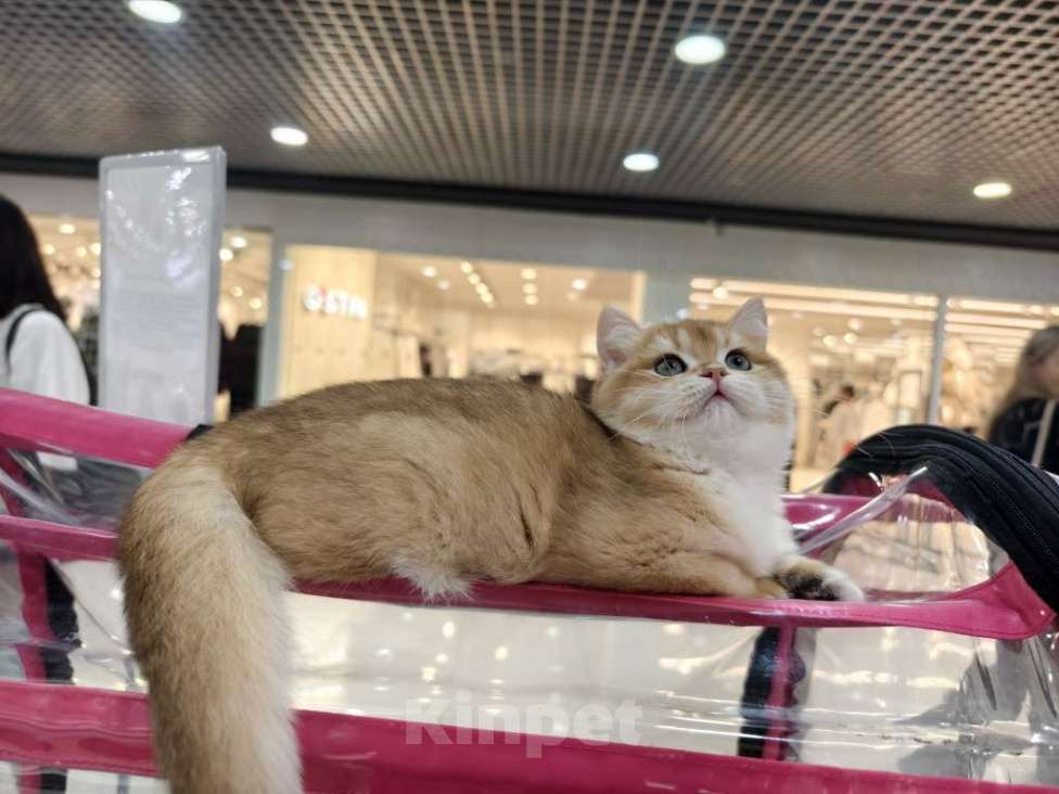 Кошки в Уссурийске: британский мальчик в любимцы Мальчик, Бесплатно - фото 3