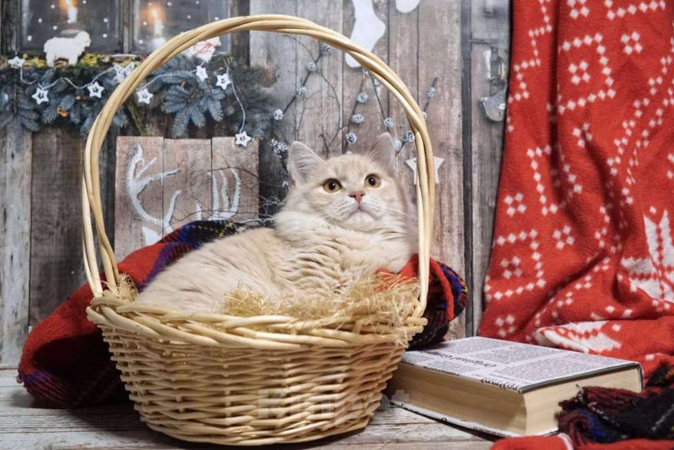 Кошки в Москве: Котёнок Митрофан в добрые руки  Мальчик, Бесплатно - фото 3