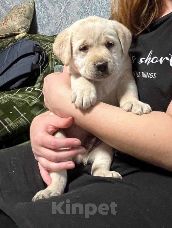 Собаки в Белгороде: Палевые щенки лабрадора-ретривера Мальчик, 50 000 руб. - фото 2