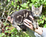 Кошки в Москве: Котята ищут дом Разнополые, Бесплатно - фото 5