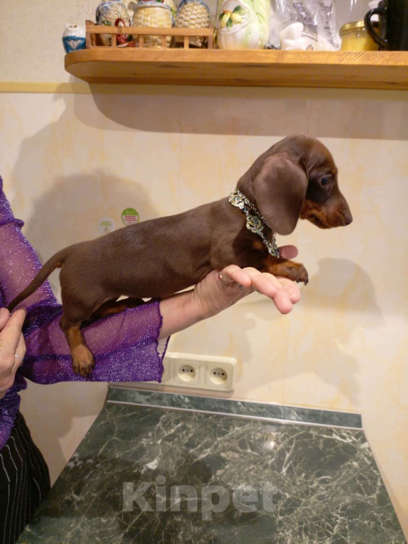 Собаки в Москве: Девочка 1500гр. Девочка, 70 000 руб. - фото 1