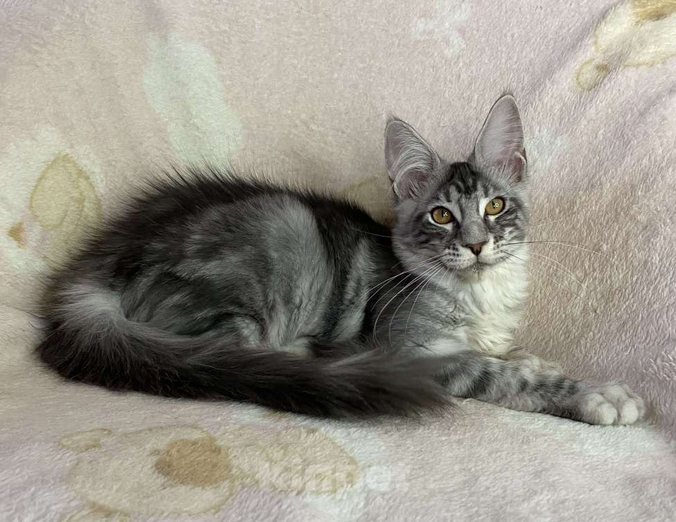 Кошки в Дмитрове: Черная серебристая мраморная девочка мейн кун Zlata Девочка, 20 000 руб. - фото 4