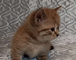 Кошки в других городах Воронежской области: Короткие лапки котенок Мальчик, 39 900 руб. - фото 2