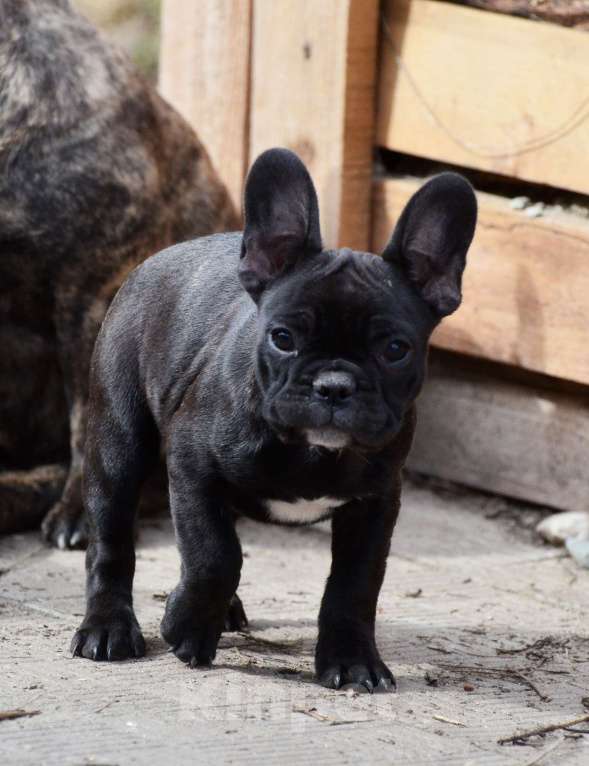 Собаки в Старом Купавне: Французская леди Девочка, 40 000 руб. - фото 2