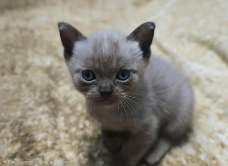 Бурманский котенок