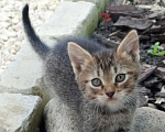 Кошки в других городах Липецкой области: Срочно Продаю 4 котенка Разнополые, Бесплатно - фото 1