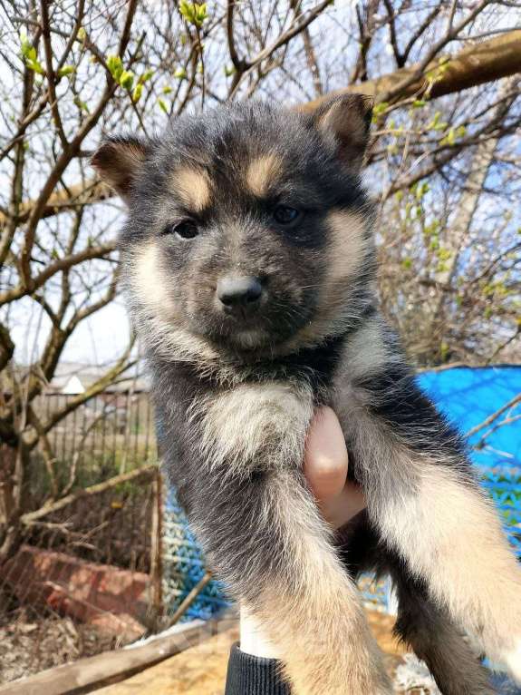 Собаки в Краснодаре: Продаются щенки, папа, немец, мама хаска. Девочка, 3 000 руб. - фото 2